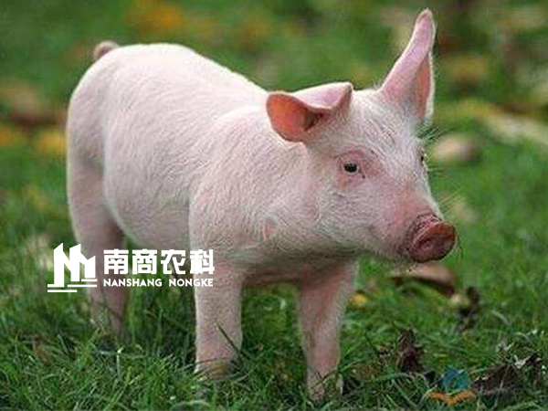现代规模化猪场设计与管理，场长必修课！