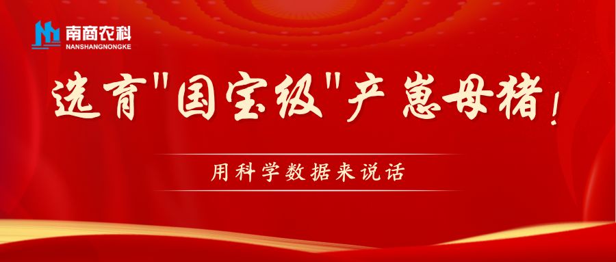 选育国宝级产崽母猪
