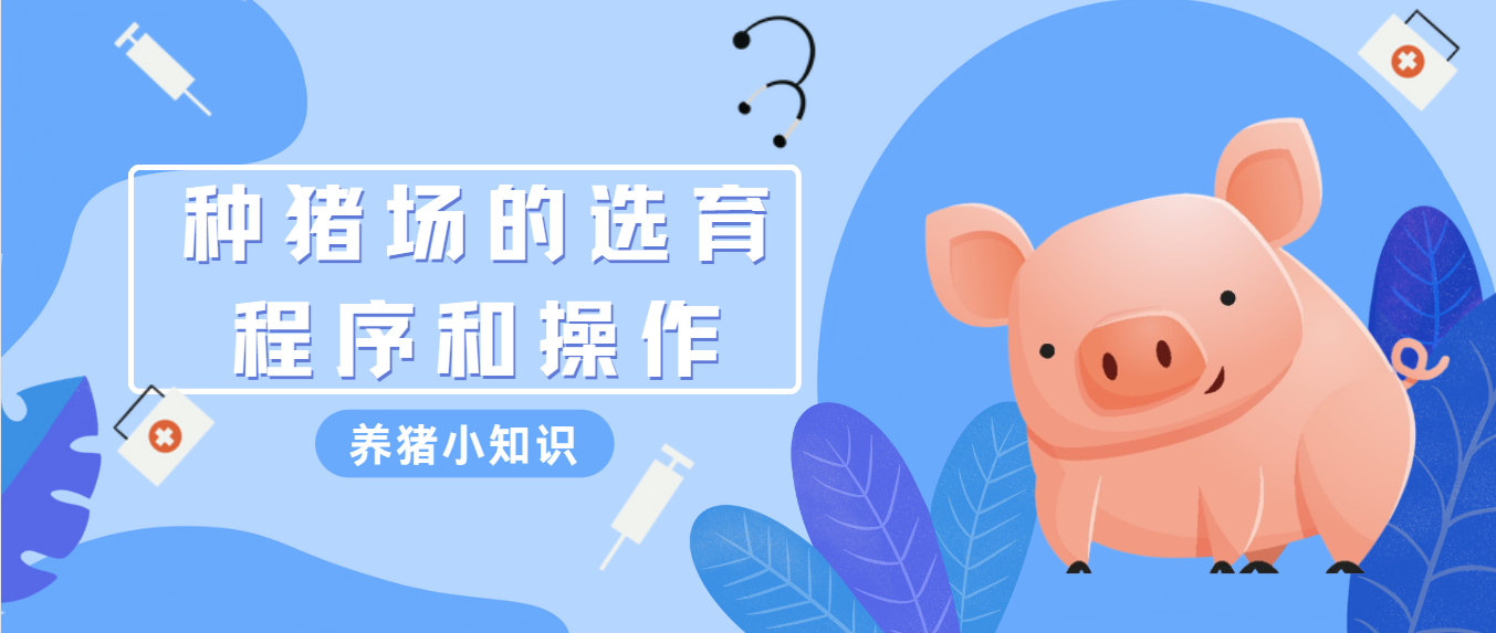 种猪选育的程序和操作